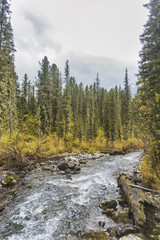 Fototapeta na wymiar Multa river. Altai mountains autumn landscape