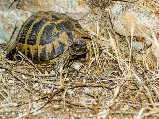 Tortoise in dry grass