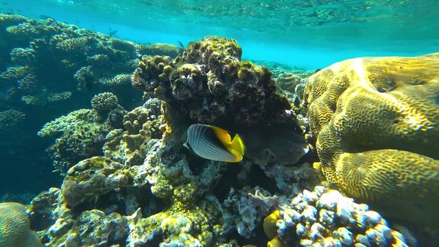 fish butterfly and coral reef