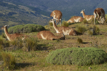 Group of Guanaco (Lama guanicoe) standing on a hillside in Valle Chacabuco, northern Patagonia, Chile.