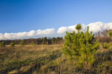 Green pine tree on a wild meadow