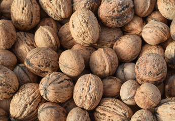 resh walnut closeup