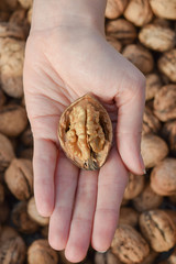 hand holding a walnut