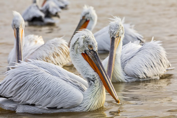 pelikans in Kerkini Lake in northern Greece