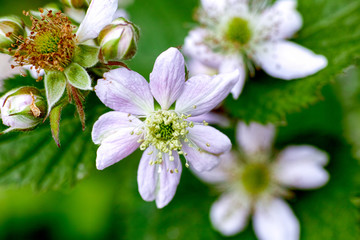 Raspberry flowers in nature.