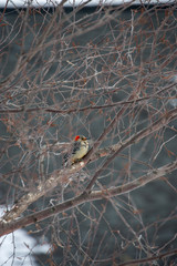 Woodpecker