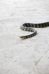 Mangrove snake creeping on white sand