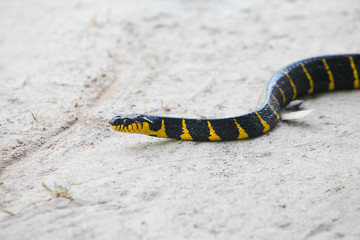 Mangrove snake creeping on white sand