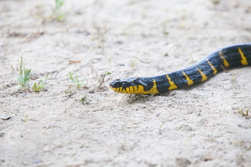 Fototapeta premium Mangrove snake creeping on white sand