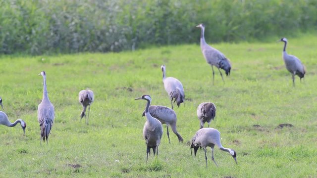 Kraniche am Rastplatz, R&uuml;gen Bock Region, Herbst, (Grus grus)