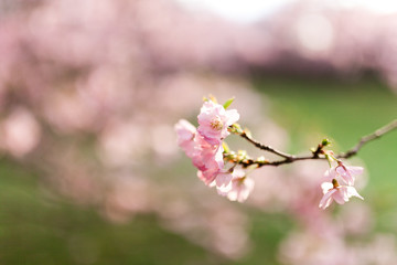 Kirschblüte