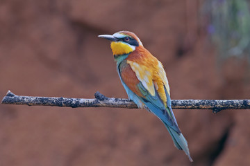 beautiful colorful birds the bee-eaters sitting on a tree branch