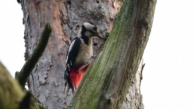 Buntspecht hackt auf Kiefern Zapfen ein, Spechtschmiede, (Dendrocopos major)
