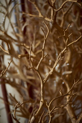 Branches painted with gold paint. The decorative element. Texture abstraction