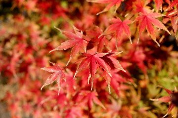 紅葉