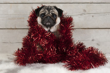 cute Christmas pug puppy dog, sitting down wrapped  in red tinsel on sheepskin, with vintage wooden...
