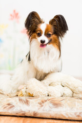Papillon dog sits contentedly on his couch with his tongue out