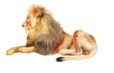 Naklejka premium Akwarela obraz lwa