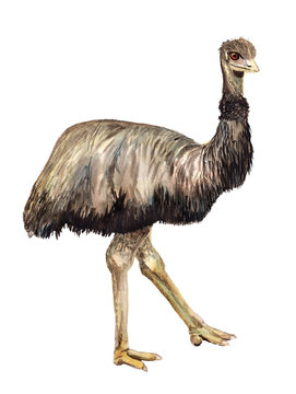 Watercolor ostrich Emu