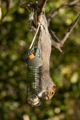 Eastern gray squirrel (Sciurus carolinensis) eating on bird feeder. Rodent in the family Sciuridae feeding on fat ball