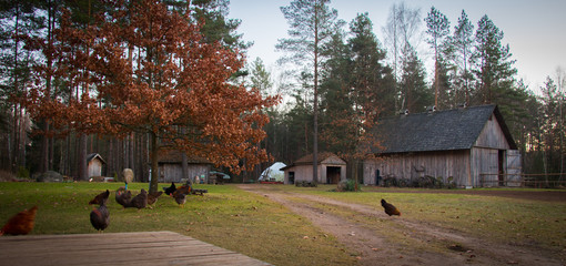 Obraz premium A red hen grazing in a country yard with an autumn forest in the background