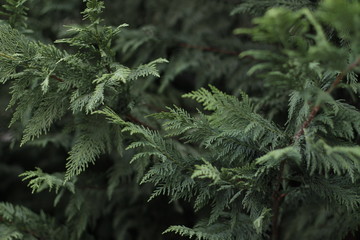 Thuja branches, selective focus 