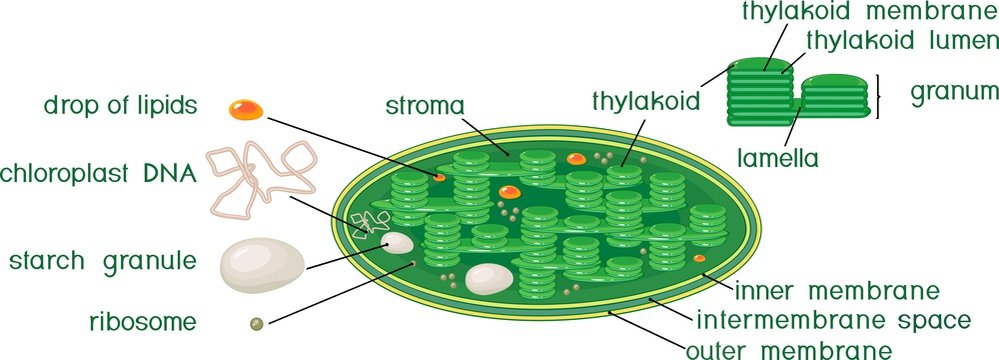 Chloroplast structure with titles