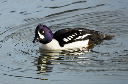 Barrows Goldeneye