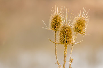 Dry thistle. Dry thistle at the end summer. 
