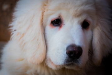 white Tatra sheepdog on a background of wooden rural door