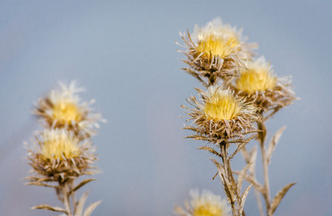 Dry thistle. Dry thistle at the end summer. 
