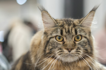 Portrait of brown-eyed cat