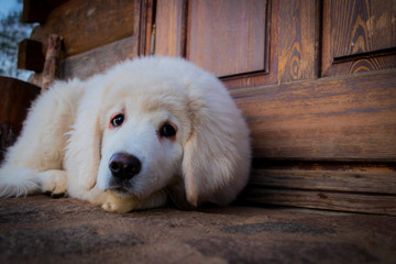 white Tatra sheepdog on a background of wooden rural door