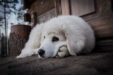 white Tatra sheepdog on a background of wooden rural door