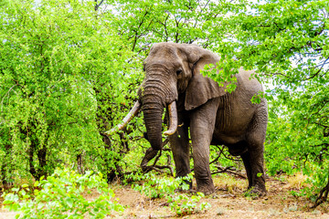 Naklejka premium A large adult African Elephant eating leafs from Mopane Trees in a forest near Letaba in Kruger National Park, a large Nature Reserve in South Africa