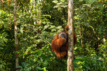 orangutan sitting in a tree. © Mieszko9
