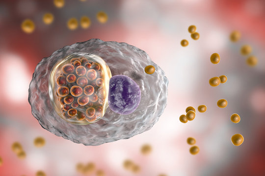 Chlamydophila Psittaci, Bacteria That Cause Infection Aquired From Birds Psittacosis, 3D Illustration Showing Intracellular Reticulate Bodies And Extracellular Elementary Bodies Of Chlamydia