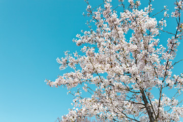 Blühender Kirschbaum im Frühling