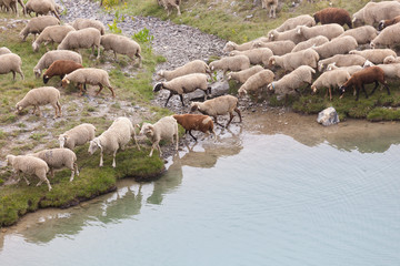 Fototapeta premium Mountain sheep