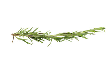 Fototapeta premium rosemary isolated on white