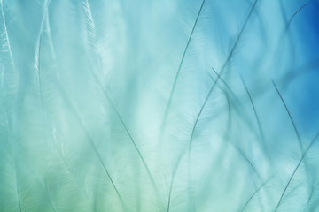 Obraz premium tło upierzenie