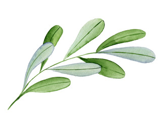 Watercolor hand drawn green branch