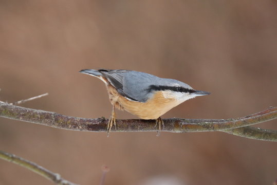 nuthatch ready for take-off
