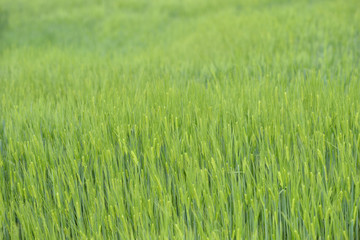 Green wheat field in rainy day