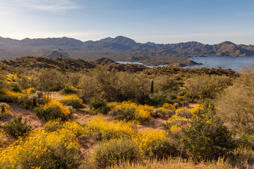 Fototapeta na wymiar Scenic Arizona Desert Landscape in Spring
