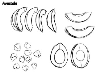 Avocado vector by hand drawing.Avocado set on white background.Vegetable sketch art highly detailed in line art style