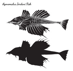 Agonomalus Jordani fish art highly detailed in line art style.Fish vector by hand drawing.Fish tattoo on white background.Fish vector for coloring book.