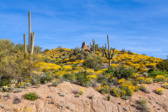 Scenic Arizona Desert Landscape in Spring