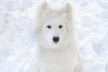 Naklejka premium A large white dog on the background of snow looks into the frame.
