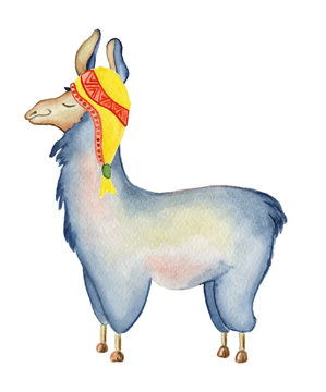 Cute Llama cartoon character watercolor illustration, Alpaca animal, hand drawn style.  Isolated white background